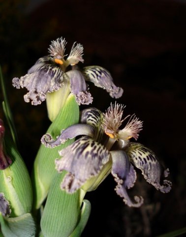Ferraria ferrariola blue tepals